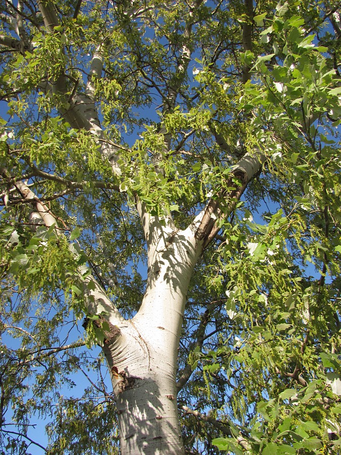 Image of Populus &times; canescens specimen.