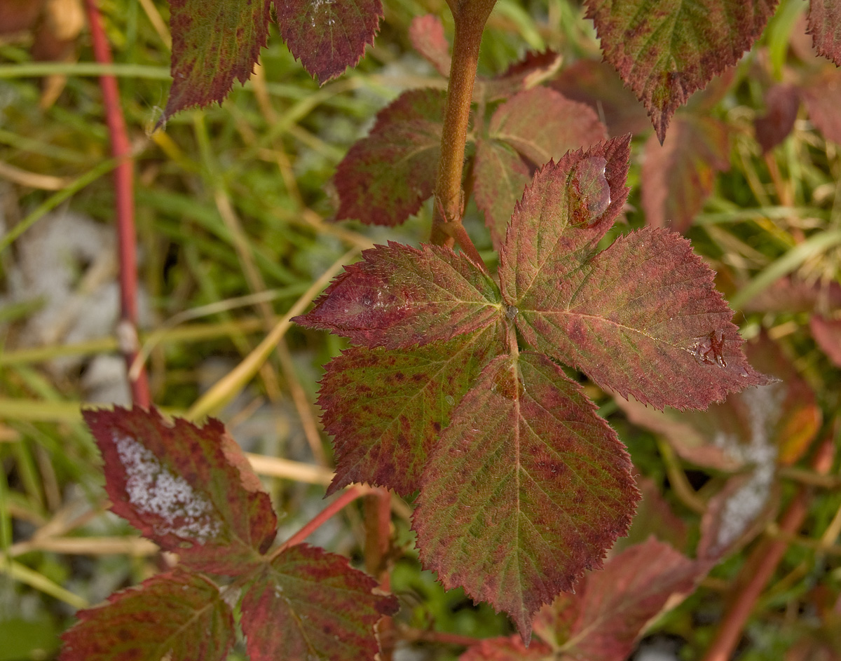 Изображение особи Rubus allegheniensis.