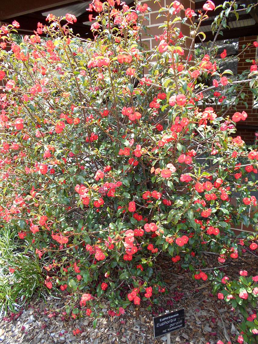 Изображение особи Euphorbia geroldii.