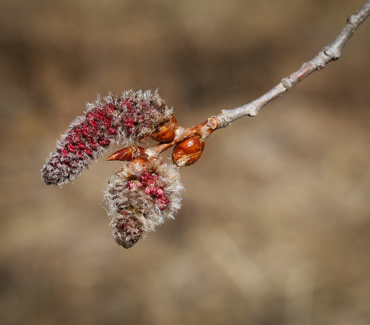Image of Populus tremula specimen.
