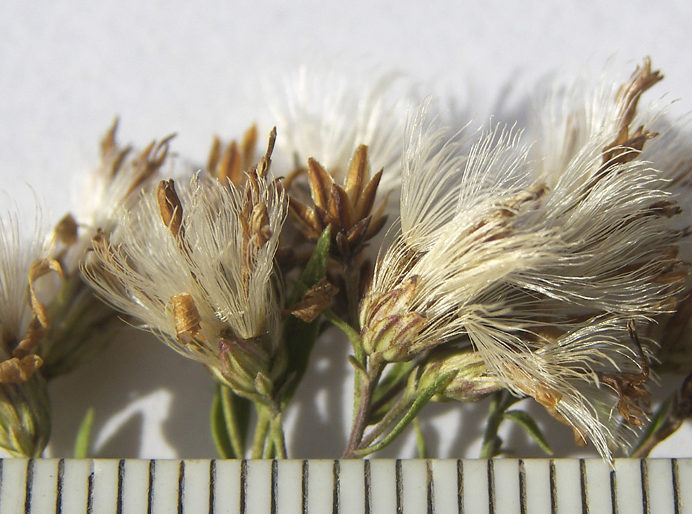 Image of Galatella dracunculoides specimen.