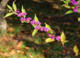 Callicarpa dichotoma