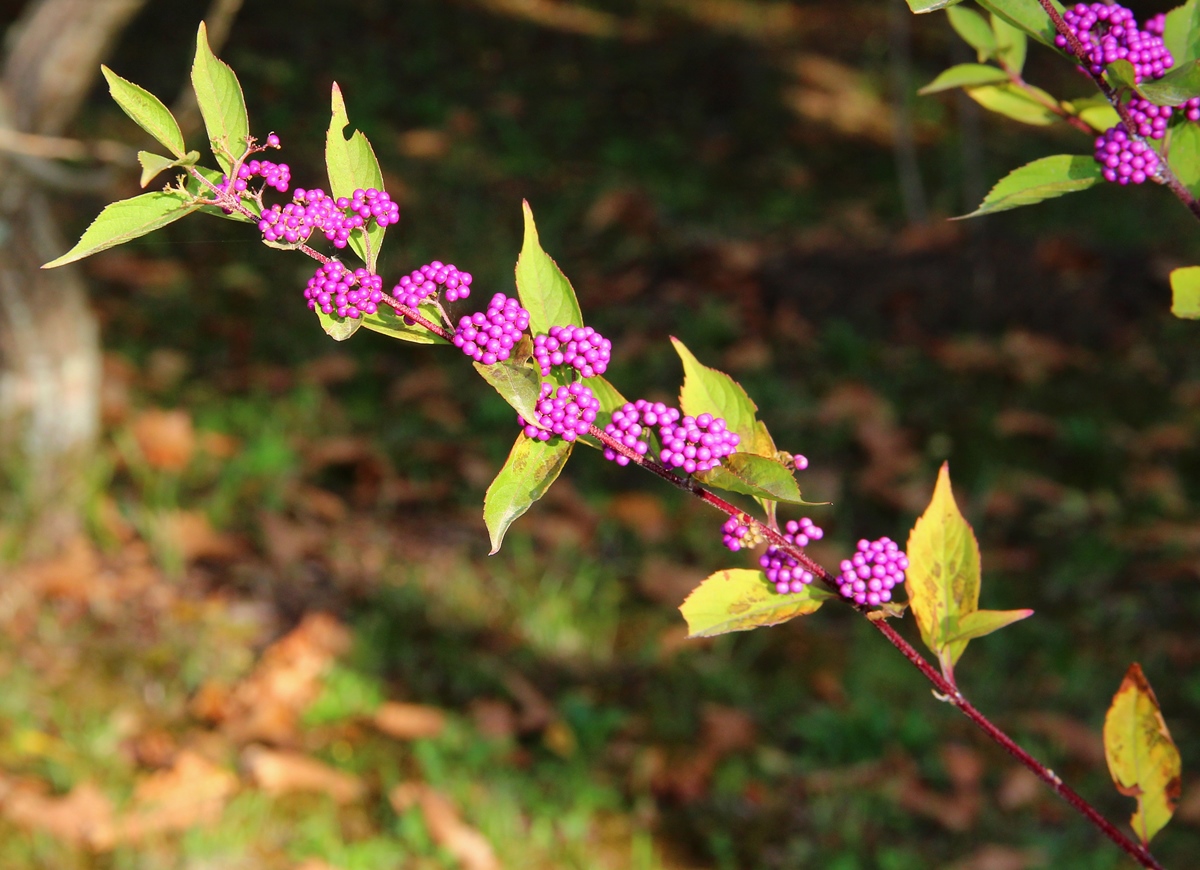Image of Callicarpa dichotoma specimen.