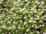 Marchantia polymorpha