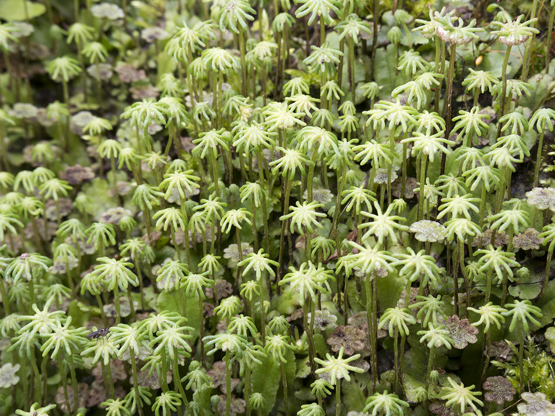 Image of Marchantia polymorpha specimen.
