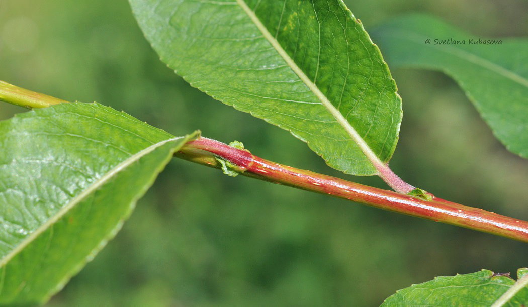 Изображение особи Salix daphnoides.