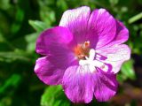 Epilobium hirsutum. Цветок. Беларусь, Гродненская обл., Новогрудский р-н, Ладеникский сельсовет, дер. Городечно, левый берег р. Валовка, опушка черноольшанника крапиво-бодякового. 19.08.2015.