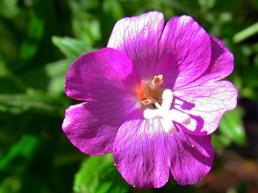 Image of Epilobium hirsutum specimen.