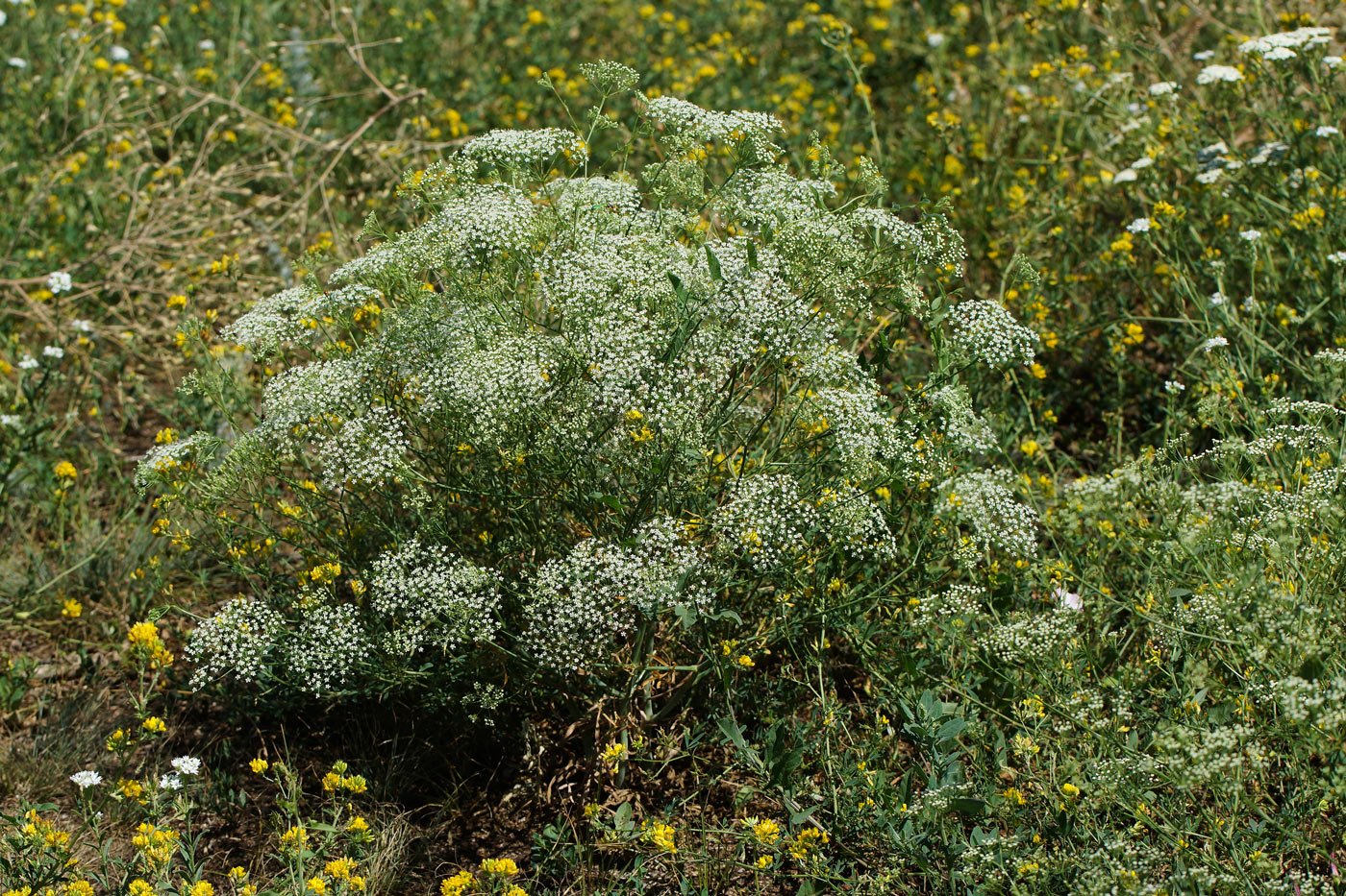 Изображение особи Falcaria vulgaris.