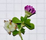 Trifolium tomentosum
