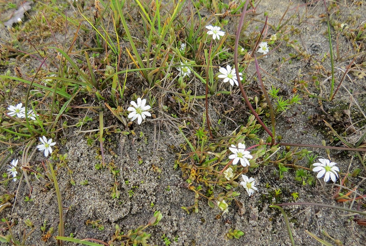 Image of Stellaria humifusa specimen.