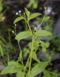 Myosotis sparsiflora. Верхушка цветущего растения. Пермский край, г. Пермь, Кировский р-н, дер. Оборино, кооператив \"Якорь\", обочина грунтовой дороги. 18.06.2017.