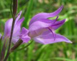 Cephalanthera rubra. Цветок. Средний Урал, Пермский край, Кунгурский р-н, окр. с. Филипповка, правый берег р. Сылва, камень Ермак, крутой склон, лес с преобладанием сосны. 16.07.2017.