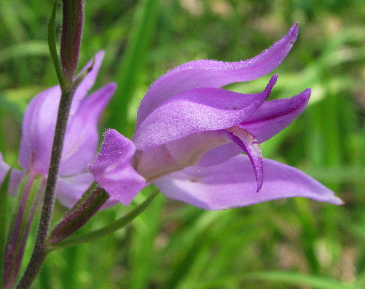 Изображение особи Cephalanthera rubra.