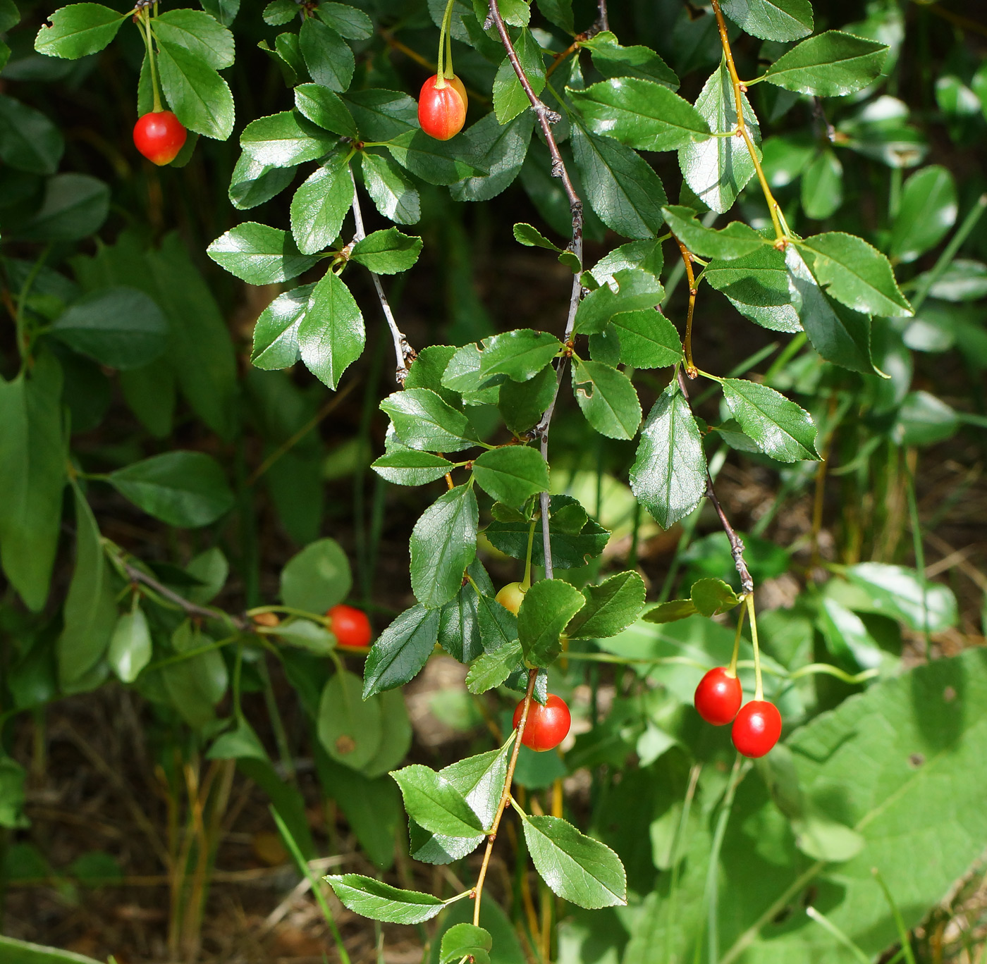 Image of Cerasus fruticosa specimen.