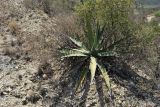 Agave xylonacantha