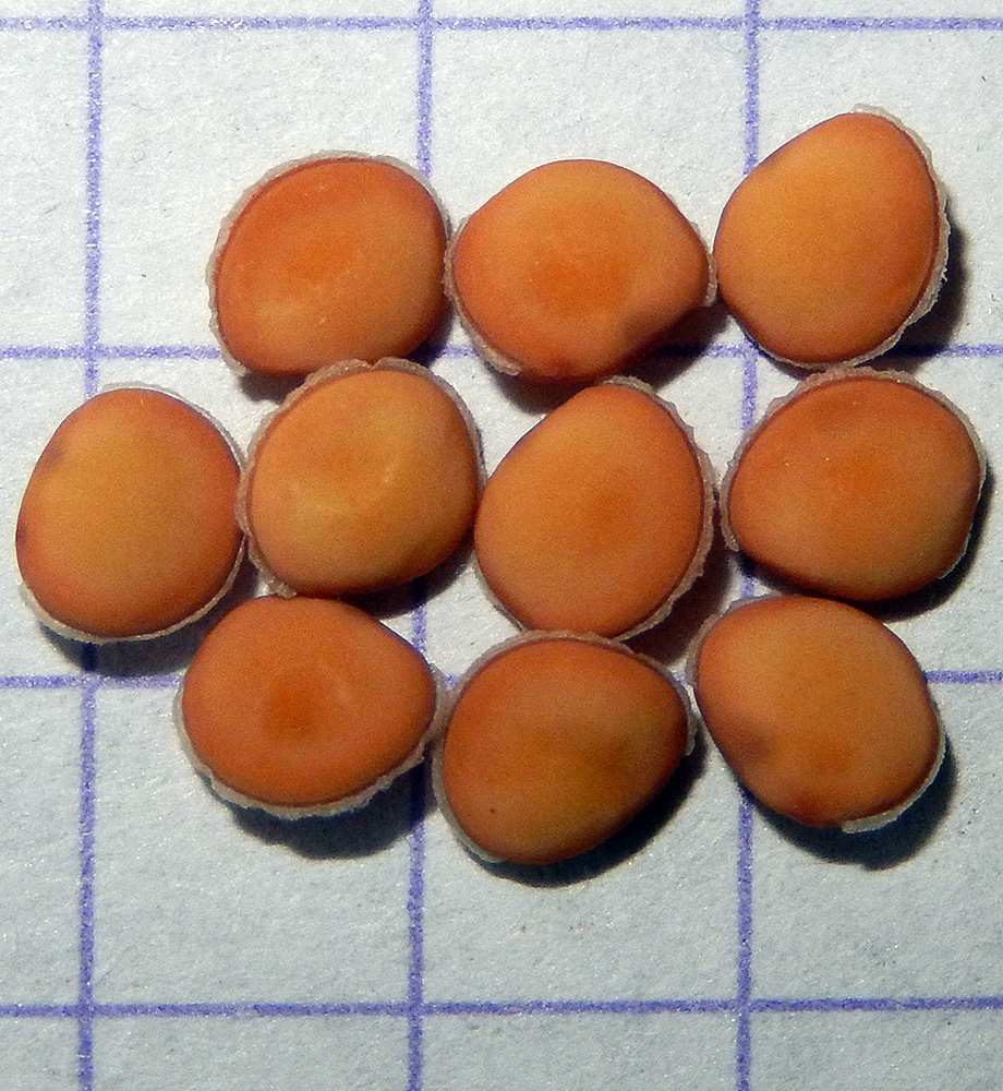Image of Vicia grandiflora specimen.