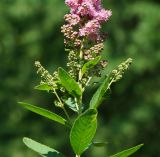 Spiraea × billardii. Нижняя часть соцветия с пазушными побегами. Восточный Казахстан, г. Усть-Каменогорск, Архитектурно-ландшафтный музей-заповедник, в культуре. 11.07.2017.