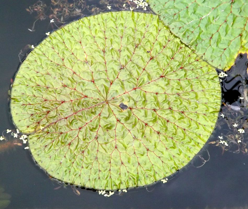 Image of Euryale ferox specimen.