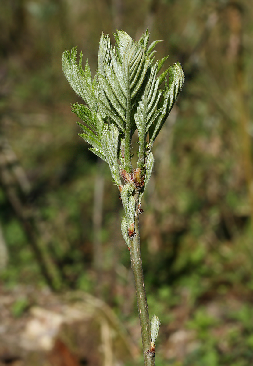 Image of Sorbus aucuparia specimen.