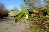 Lonicera altaica. Верхушка веточки с бутонами и листьями. Москва, Кусково, аллея лесопарка. 28.04.2018.