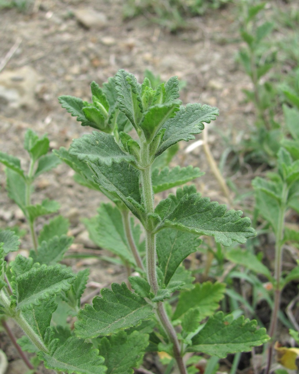 Изображение особи Teucrium chamaedrys.