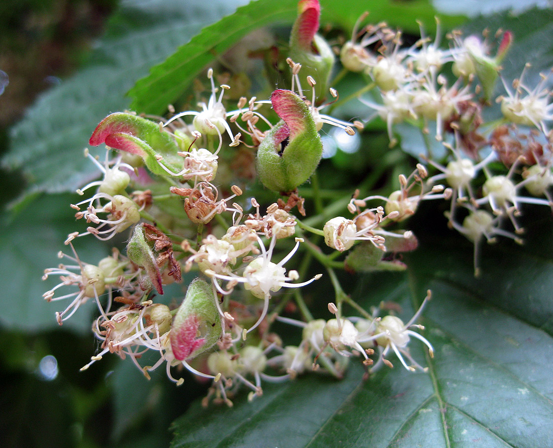 Image of Acer tataricum specimen.