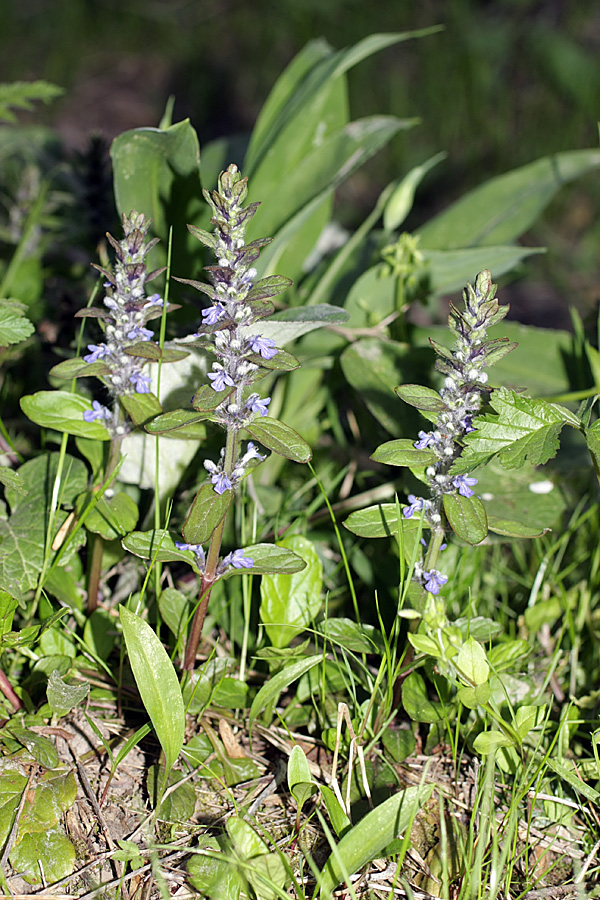 Image of Ajuga reptans specimen.