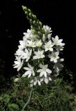 Ornithogalum arcuatum