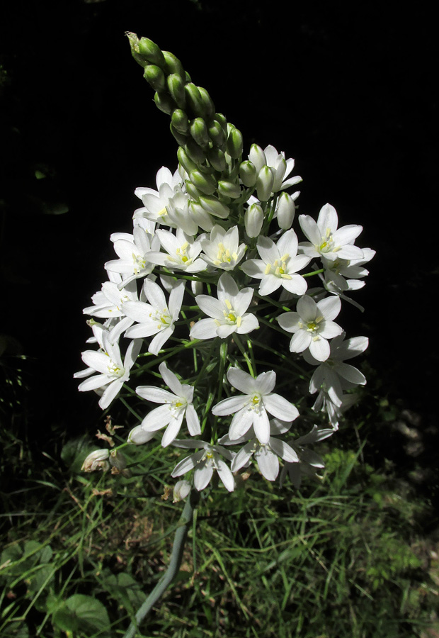 Image of Ornithogalum arcuatum specimen.