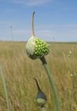 Allium regelianum