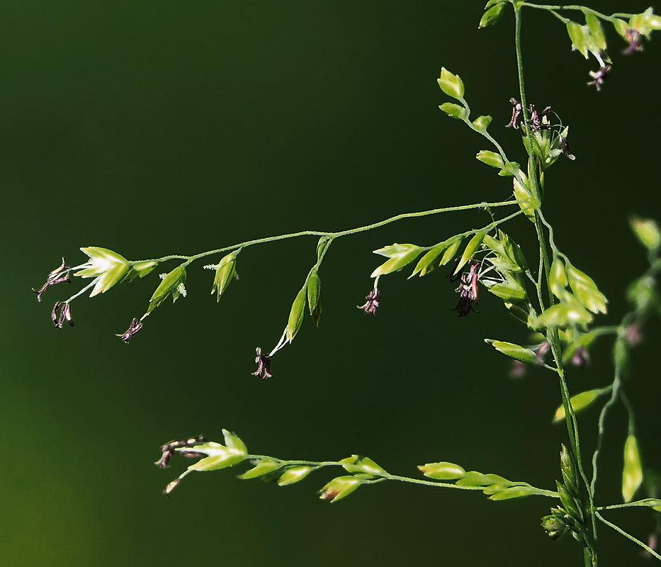 Image of genus Poa specimen.