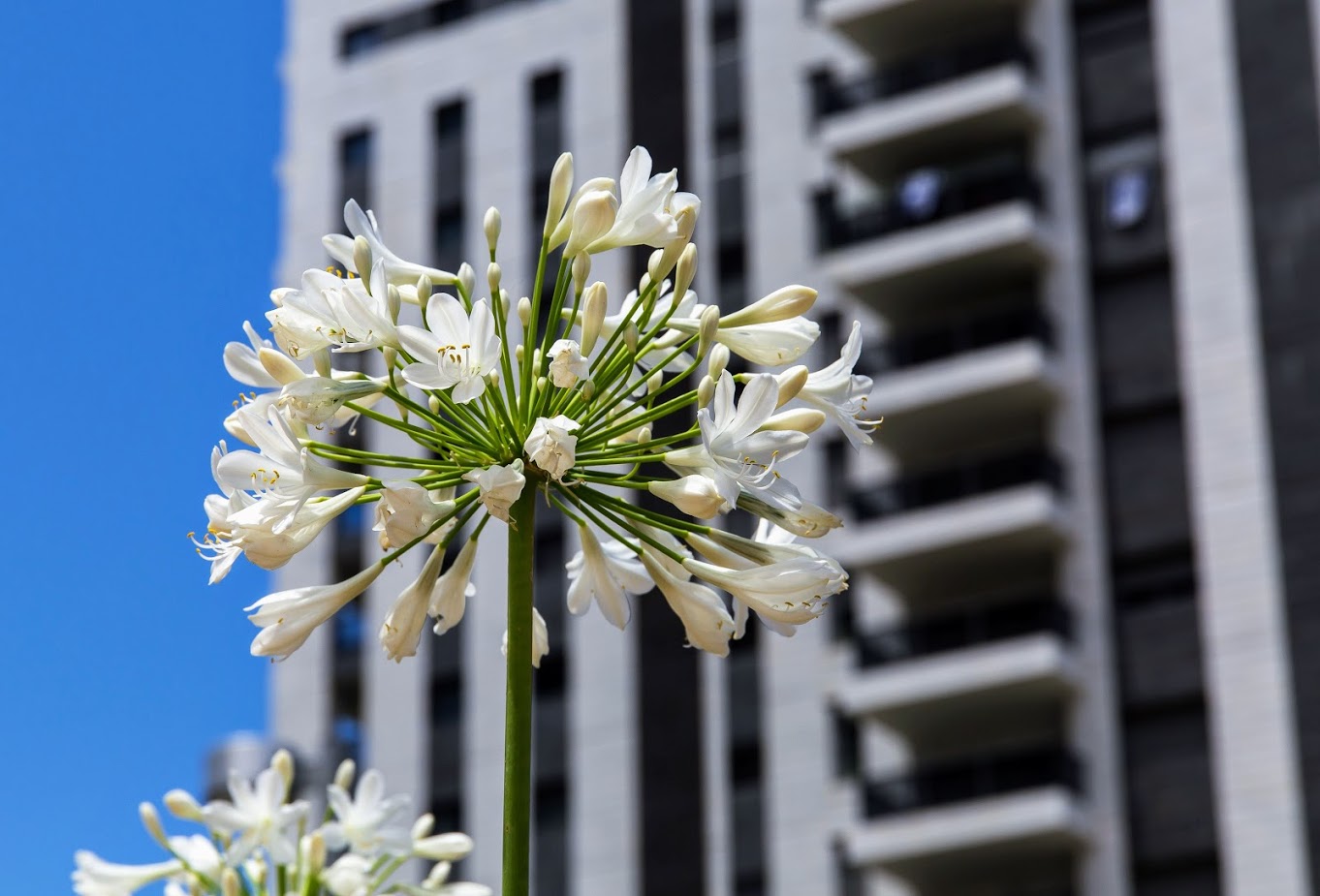 Image of Agapanthus africanus specimen.