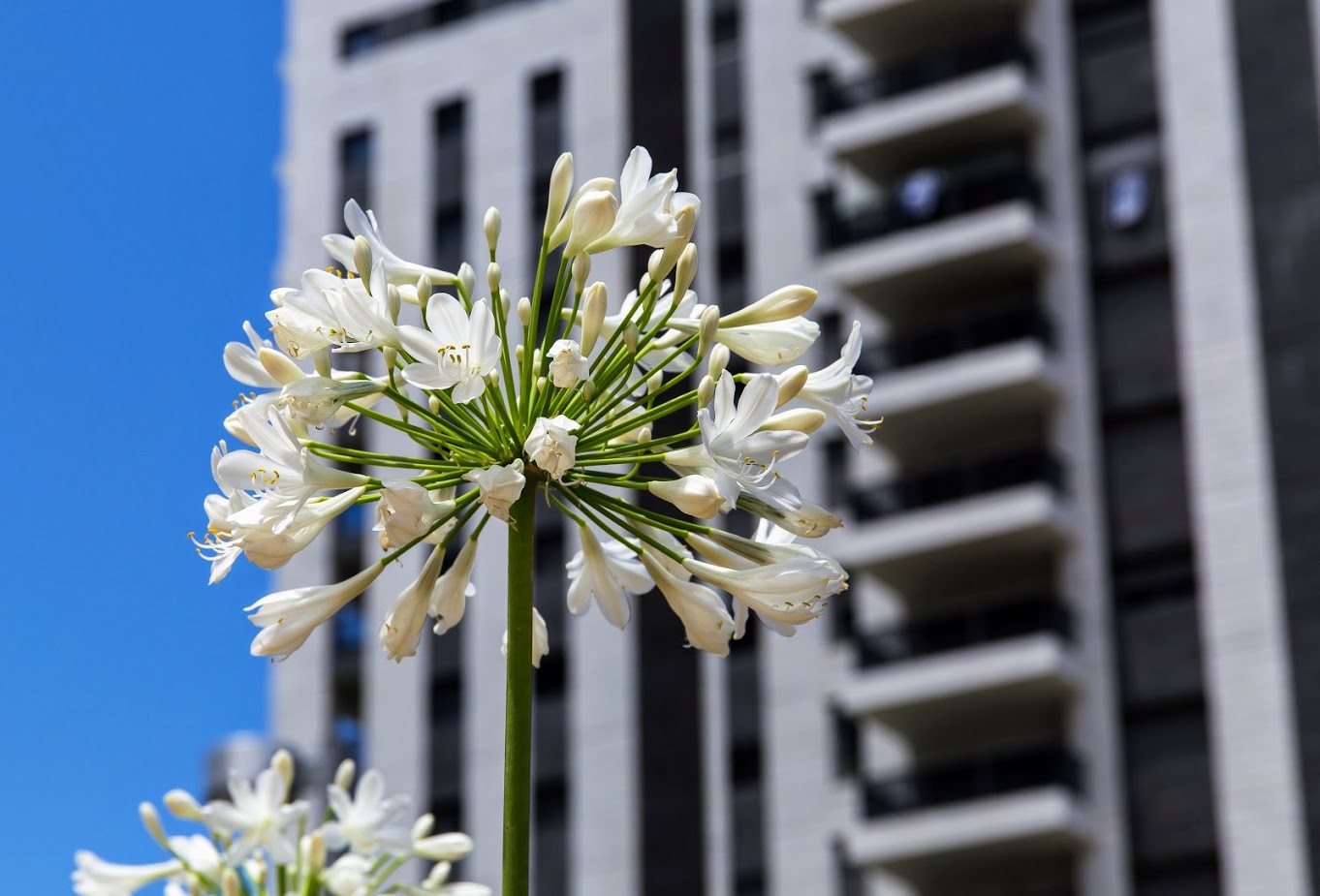 Изображение особи Agapanthus africanus.