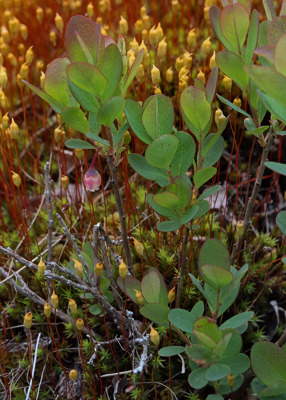 Image of Vaccinium uliginosum specimen.