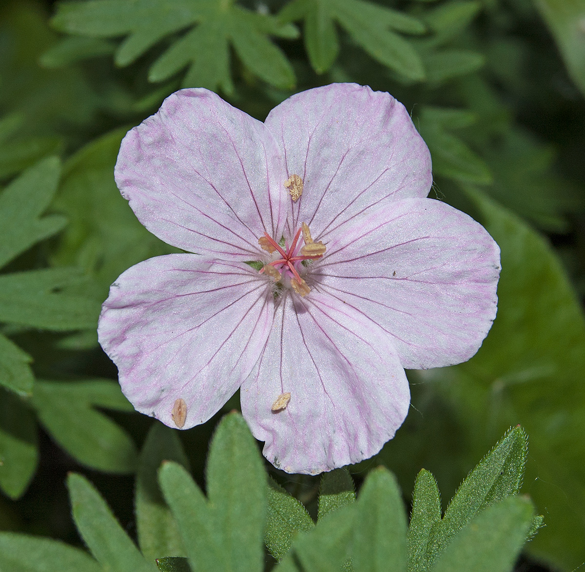 Image of Geranium sanguineum specimen.