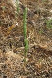 Crucianella angustifolia. Зацветающее растение. Крым, Севастополь, окр. с. Оборонное. 31 мая 2010 г.