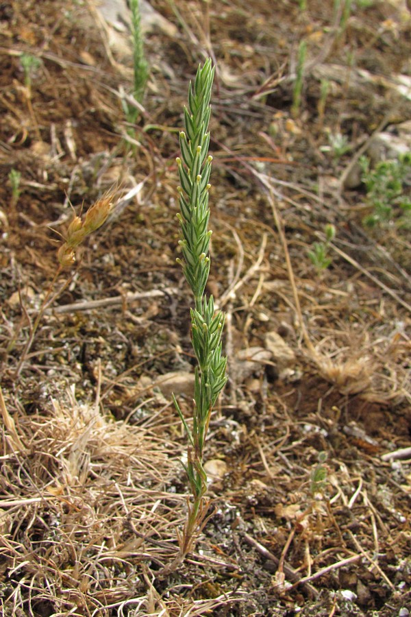 Image of Crucianella angustifolia specimen.