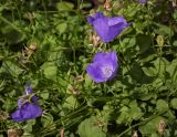 Campanula carpatica