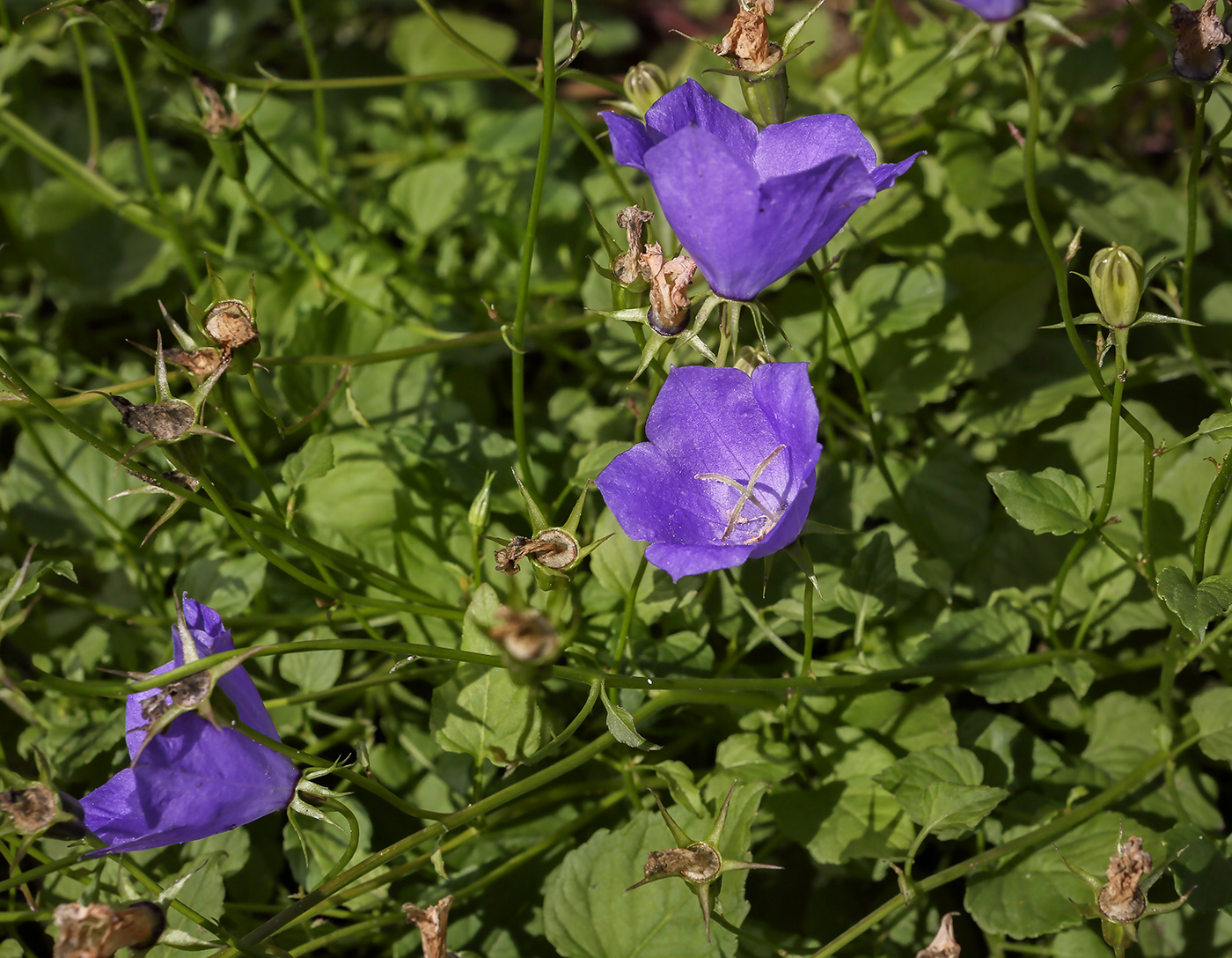 Изображение особи Campanula carpatica.