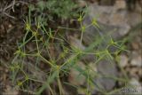 Euphorbia ledebourii