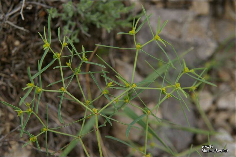 Изображение особи Euphorbia ledebourii.