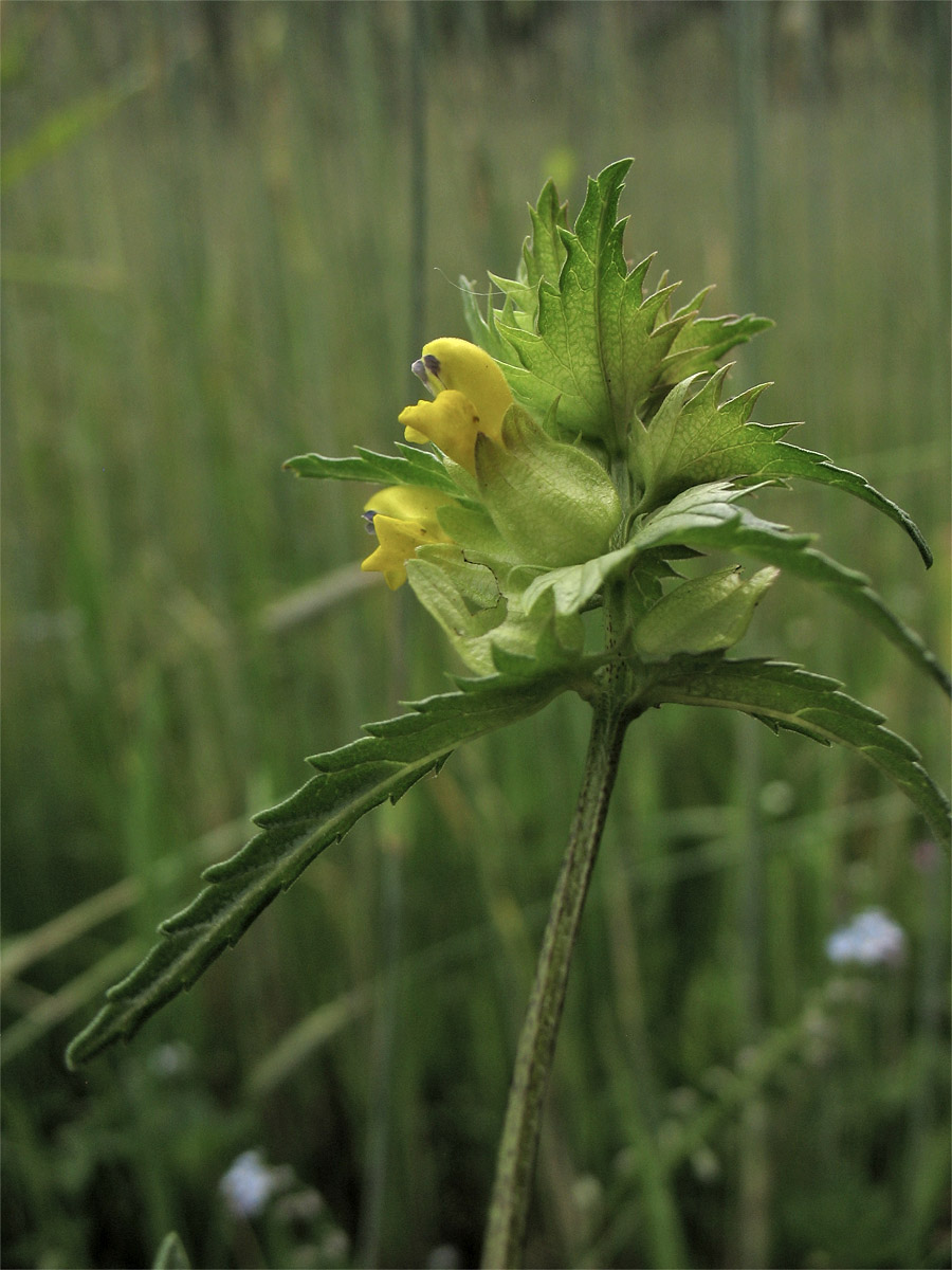 Image of Rhinanthus aestivalis specimen.