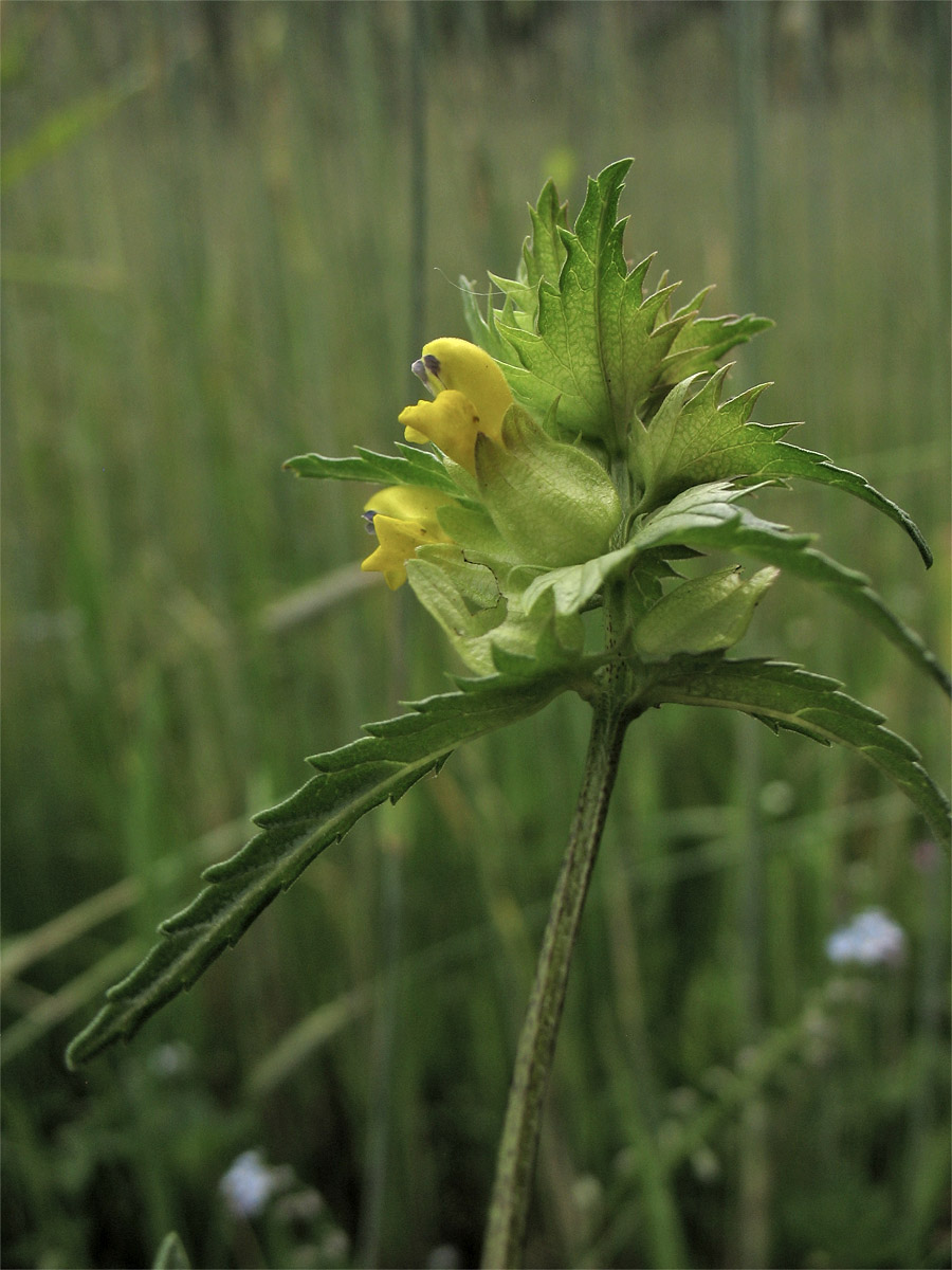 Изображение особи Rhinanthus aestivalis.