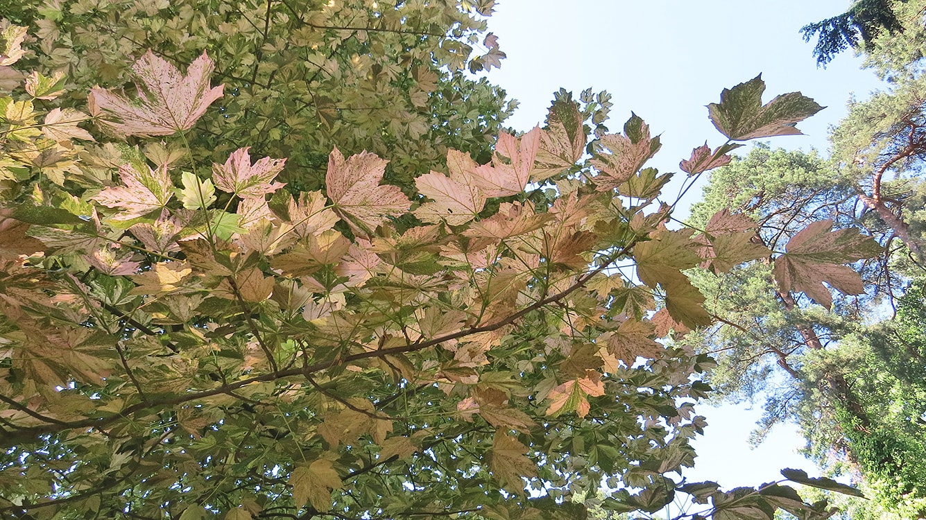 Image of Acer pseudoplatanus specimen.