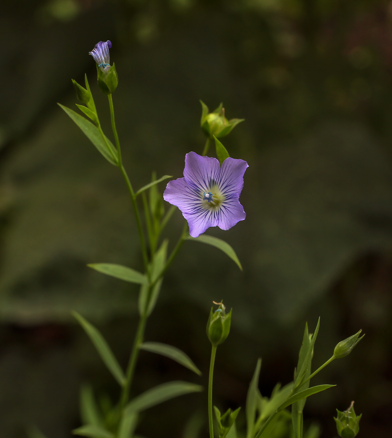 Изображение особи Linum usitatissimum.