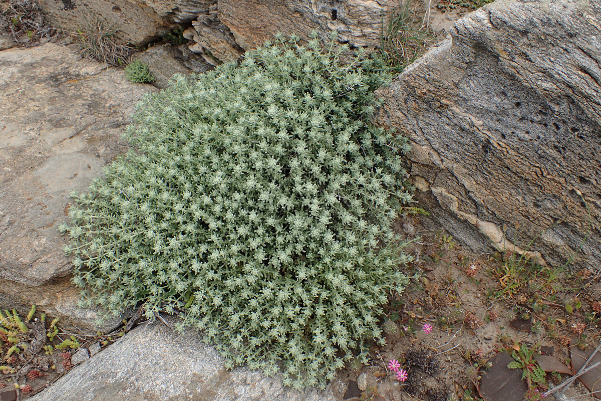 Изображение особи Teucrium capitatum.