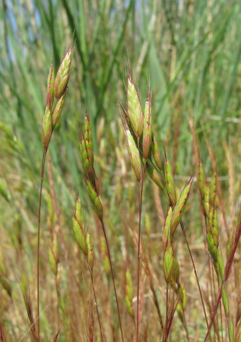 Изображение особи род Bromus.