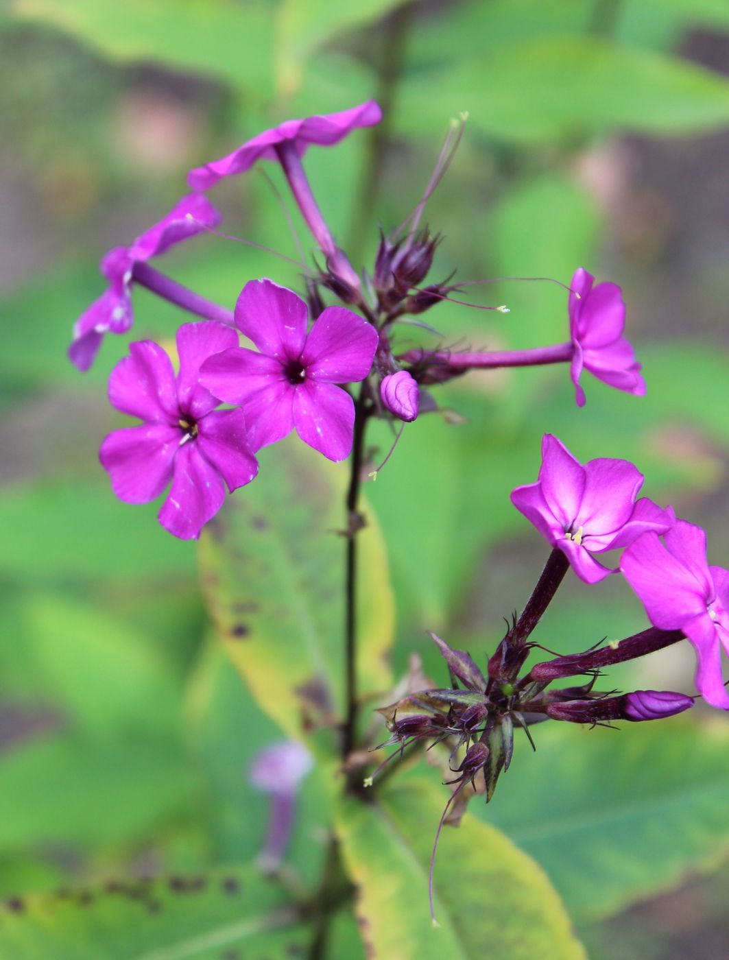 Image of Phlox paniculata specimen.