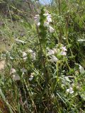 Bellardia trixago